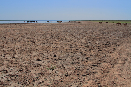 Farm animals walk through a dry field towards a farm dam