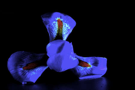 Close-up of artistic purple iris flower against a dark background
