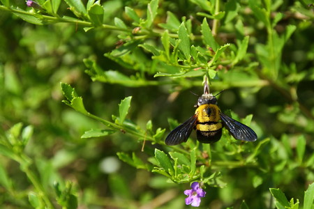 A bee on a green plant