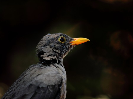 Portrait of brown bird with orange bill against a dark backgroundの写真素材