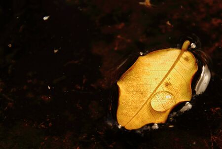 An autumn leaf floats on waterの写真素材