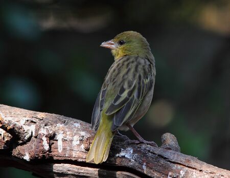 Weaver bird on a log in the gardenの写真素材