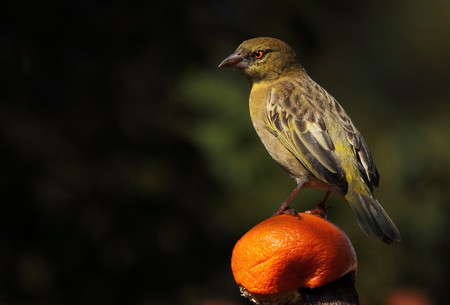 Green bird sitting on an orange fruitの写真素材