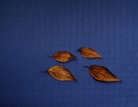 Autumn leaves on a blue surface