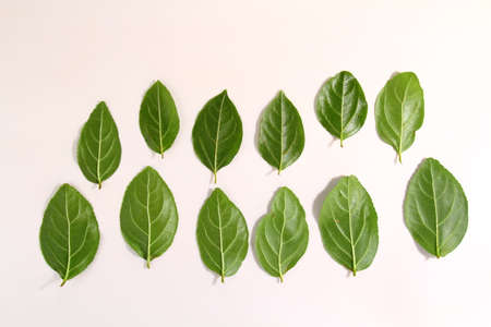 Green leaves representing a forest