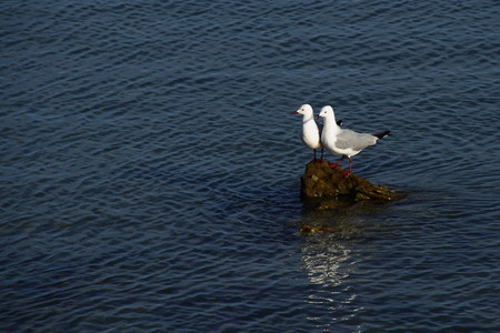 Two white gulls on a rock in the ocean