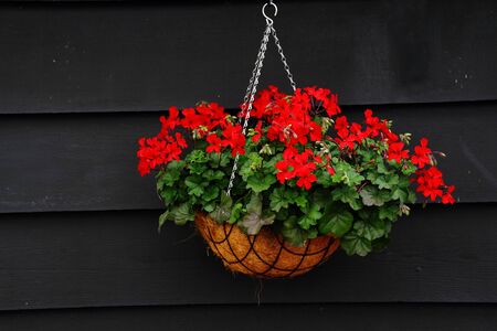 Red flowers in a hanging basket against a dark timber wall