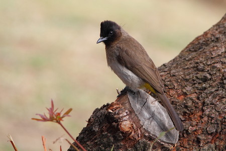 A bird perched on a tree stumpの写真素材