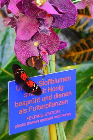 Shmetterlinghaus Hofburg in Vienna Austriaのeditorial素材