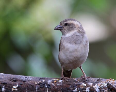 A grey bird perched on a branch in landscape format with space for copy.の写真素材