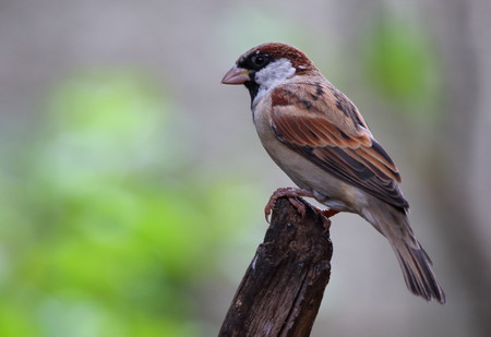A bird perched on a dry branch against a clear and out of focus background with space for copy and in landscape formatの写真素材