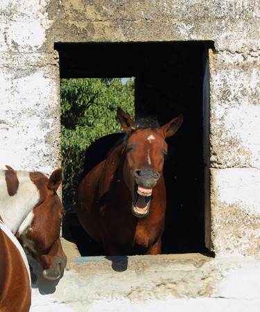 Animal behavior - a horse framed in the window of an old and abandoned stable bares its teeth at the world portrait formatの写真素材