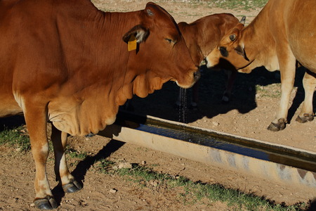 Cattle drink from water from a trough on a farmの写真素材
