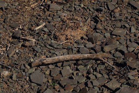 New growth - a plant survives in tough conditions