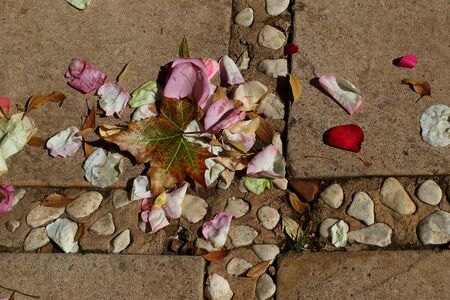 Still life - scattered rose petals and an autumn leaf on paving blocks shaped like a crossの写真素材