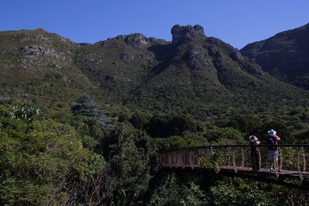 The Tree Canopy Walkway at the Kirstenbosch Botanical Gardens in Cape Town is a popular tourist attractionの写真素材