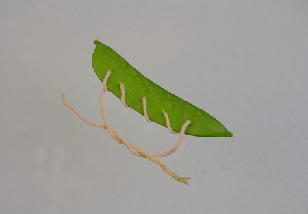 Sugar snap pea pod tied closed with string on a light background with copy space