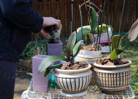 Gardener replanting, cleaning leaves and watering cymbidium orchids in landscape formatの写真素材