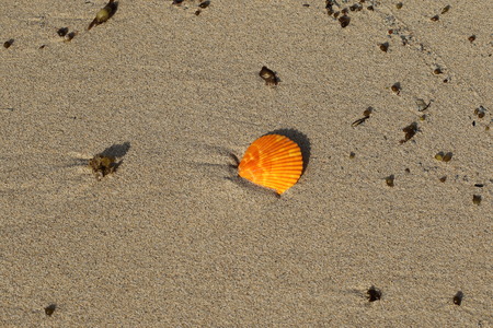 Seaside shoreline still life with an oyster shell and other natural elements in landscape format...
