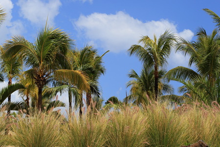 Palm trees blue sky with white clouds and tall grass an image for background use in landscape format...