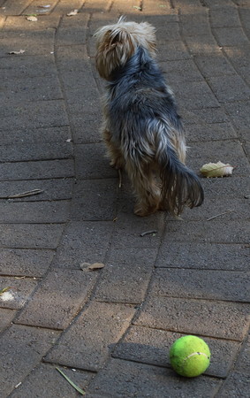 Small brown dog with its back turned to a green ball waiting for a friend to play with in portrait format with copy spaceの写真素材
