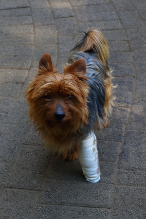 Small brown dog with a bandaged injured leg in portrait format with copy spaceの写真素材