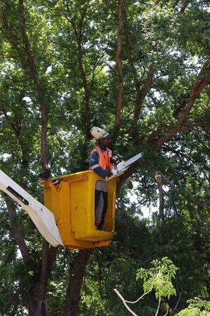 Johannesburg, South Africa - an unidentified council worker trims a tree in the city using a power saw from an aerial platform in portrait formatのeditorial素材