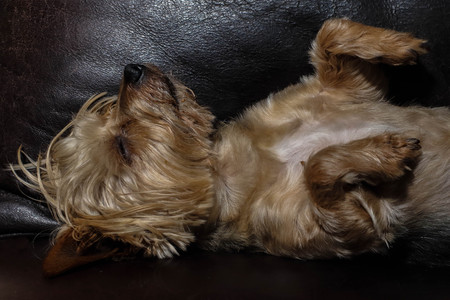 Small tan-colored dog sleeps on a brown leather couch, image in landscape format with copy spaceの写真素材