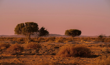 Landscape Namaqualand South Africa in the late afternoon, image in landscape format with copy spaceの写真素材