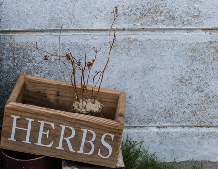 Cape Town South Africa - the water crisis in the Western Cape Province of the country has decimated gardens and plants image in landscape format with copy spaceの写真素材
