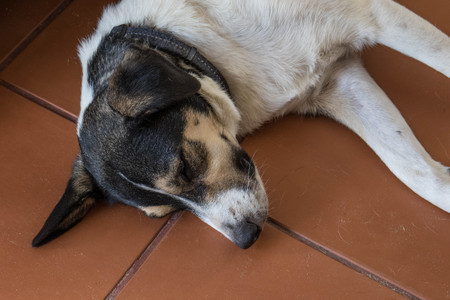 Multi-colored mixed breed dog sleeping on terracotta tiles image with copy space in landscape formatの写真素材