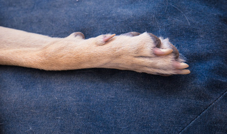 Canine anatomy the paws and legs of a domestic dog image with copy spaceの写真素材