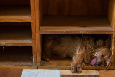 Very old brown pet dog with its tongue out sleeping in its favorite spot on a wooden shelf image with copy space in landscape formatの写真素材