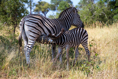 Burchell's Zebra foal suckles from its mother somewhere in the African bush image in landscape formatの写真素材