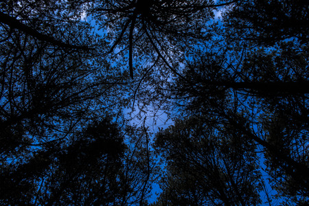 Dark trees silhouetted against a stormy sky seen from belowの写真素材