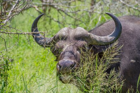 Closeup portrait of an African buffalo grazing on green grass in the Kruger National Park in South...