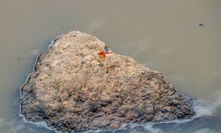 A bright red dragonfly isolated on a rock in a muddy pond image in horizontal format with copy spaceの写真素材