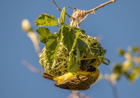 Male southern masked-weaver hangs below the nest its building from weaved grass image in horizontal...