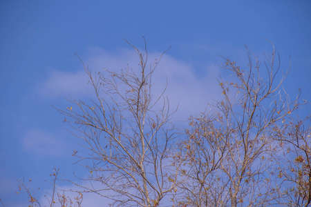 Dry leafless trees isolated against a cold blue winter sky image in landscape format with copy spaceの写真素材