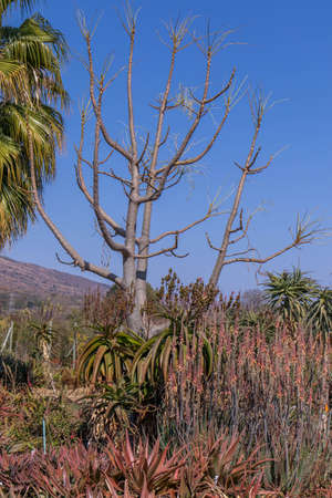 Vertical format African winter landscape with aloes blue sky and a dead treeの写真素材