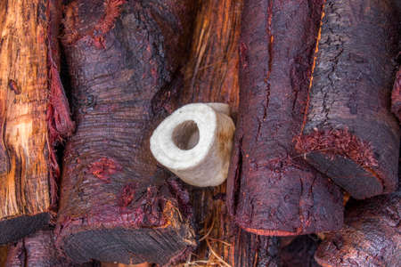 A chewed marrow bone isolated on top of wet brown wooden logs