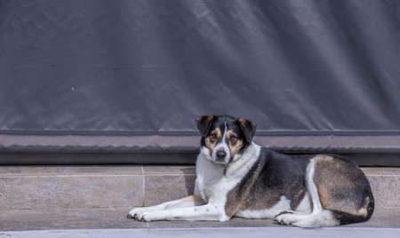 A mixed breed black and white dog lies on a step in front of a veranda image in horizontal formatの写真素材
