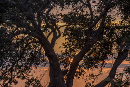Early morning sunrise captured through the branches of a silhouetted tree image in horizontal formatの写真素材