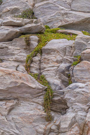 A small delicate green succulent plant grows in cracks in coastal rocksの写真素材