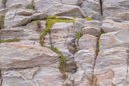 A small delicate green succulent plant grows in cracks in coastal rocksの写真素材