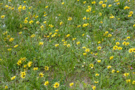 A green field covered with small yellow flowersの写真素材