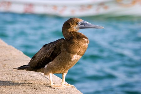 Sula birdの写真素材