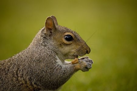 Squirrel from Museum Garden Park in York UKの写真素材