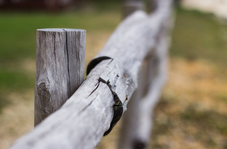 Wood  s wrinkleの写真素材