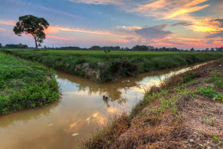 Water branchの写真素材